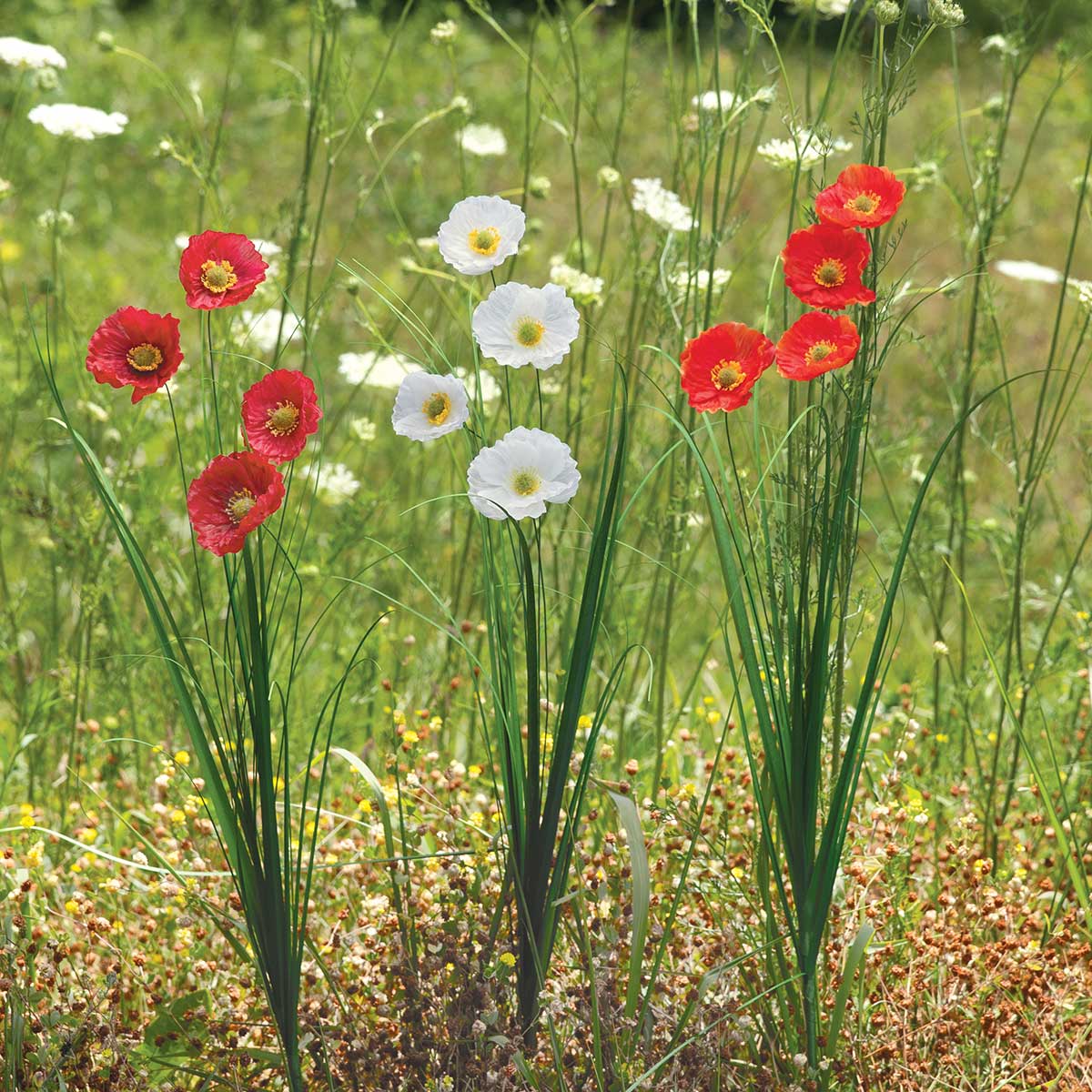 SPRAY POPPY/GRASS WHITE 6IN X 30IN POLYESTER/PLASTIC - Click Image to Close